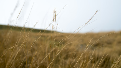 Obraz premium Abstract Flower