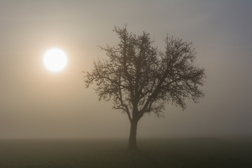 Baum im Nebel mit Sonne
