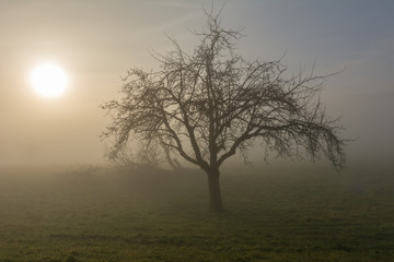 Fototapeta na wymiar Idylle im Nebel - einsamer baum im Feld