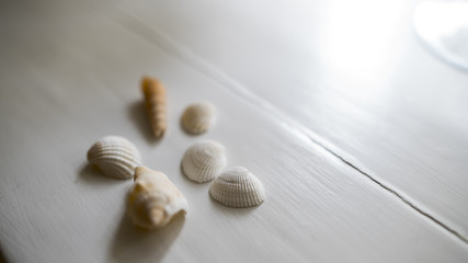 Sea Shells on Table