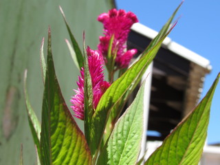 Celosia Cristata