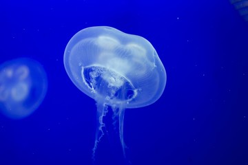 Naklejka na ściany i meble aquarium medusa