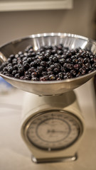 Sloe Berries in scales