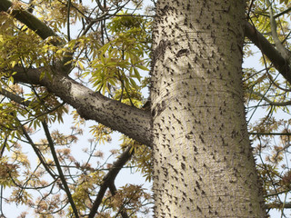 Ceiba speciosa    