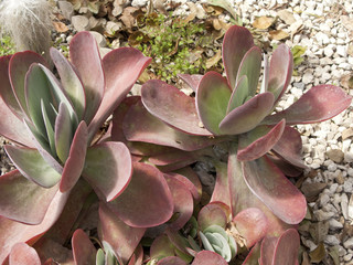 Kalanchoe tetraphylla