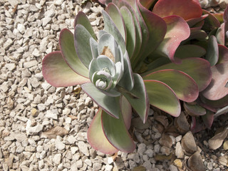 Kalanchoe tetraphylla