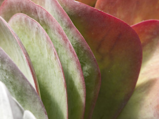 Kalanchoe tetraphylla