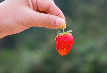 A woman holding a fresh strawberry. The strawberry is look fresh and yummy.