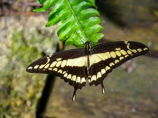 Schmetterling an Blatt