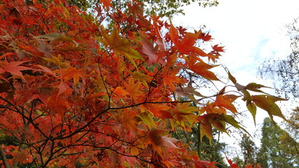 Japanese maple leaves in autumn sunlight