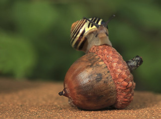 Equilibrist.The snail balances on a big acorn as the equilibrist.