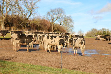 Obraz premium Herd of Cows in a Field
