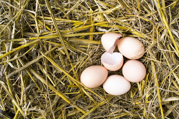 Chicken eggs in the nest