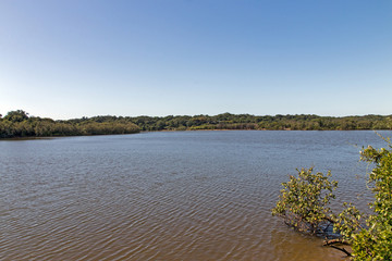 Lagoon at Umlalazi Nature Reserve at Mtunzini South Africa