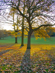 Trees, Christchurch Park, Ipswich