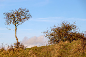 Obraz na płótnie Canvas Single Tree on Hill with Bush