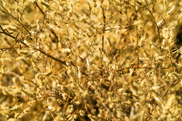 Yellow dry grass with spines background