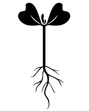 Silhouette Of Radishes Sprout