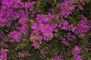Pink flowers Martinique