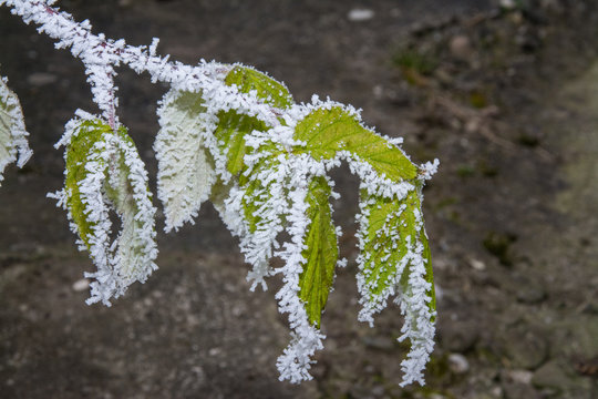 Eisblatt