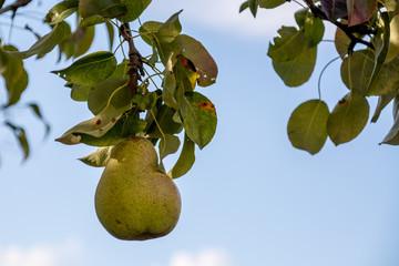 Birne hängt rum