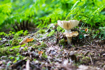 Pilz im Wald
