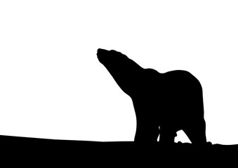 Белый медведь