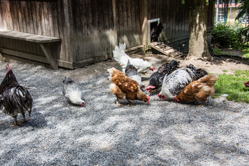 Hühner stolzieren und picken im Garten