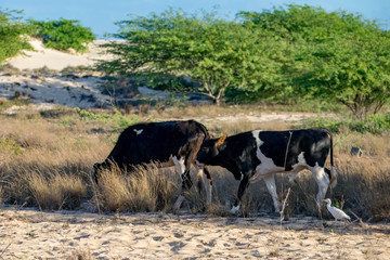 Cows and Cattle Egret walking along a sand path to water