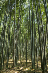 Fototapeta na wymiar Bamboo forest at Kyoto, Japan