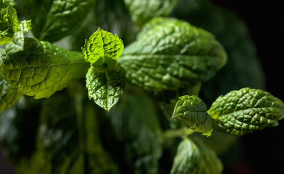  Bunch of fresh  organic mint leaf closeup.