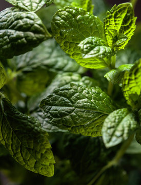  Bunch of fresh  organic mint leaf closeup.