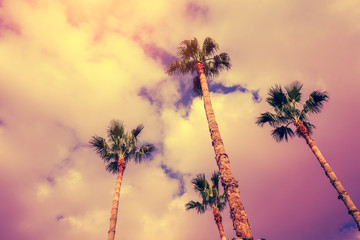 Obraz premium Palm trees against sunset sky