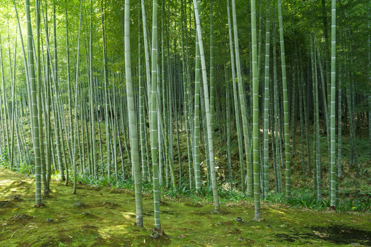 Bamboo forest at Kyoto, Japan