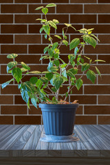 Houseplant with green leaves in a flowerpot on a brown wooden table