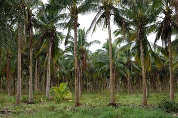 Exotic grove of tropical coconut trees on an island along the coast of southern Florida / USA.