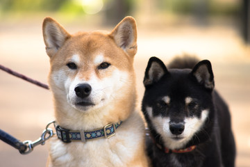 柴犬　shibainu
