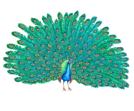 Peacock bird with lush tail isolated on white background. Watercolor. Illustration. Clip-art. Handmade