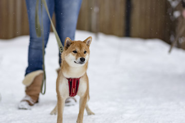 Shiba inu on the street in winter plays