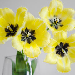 Fresh open yellow tulip bouquet on a white background. Spring concept, woman day, March