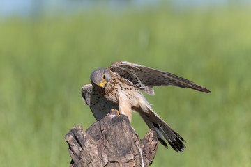 Kestrel013