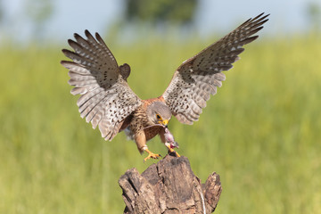 Kestrel013