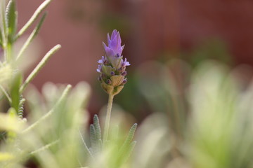 Unique lavender in the garden