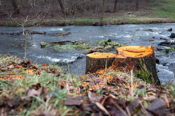 Tree stump near the river
