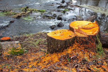 Tree stump near the river