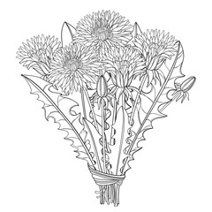 Obraz premium Vector bouquet with outline Dandelion flower, bud and leaves isolated on white background. Ornate floral elements for spring design, coloring book and herbal medicine illustration in contour style.