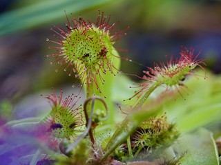 drosera rotundifolia