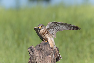 Kestrel011