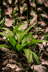 wild garlic in forest