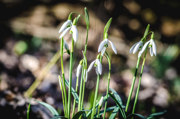 snowdrop flowers in spring sunny day